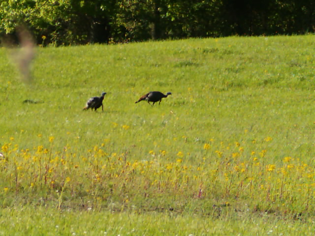 Kentucky Turkey Hunting